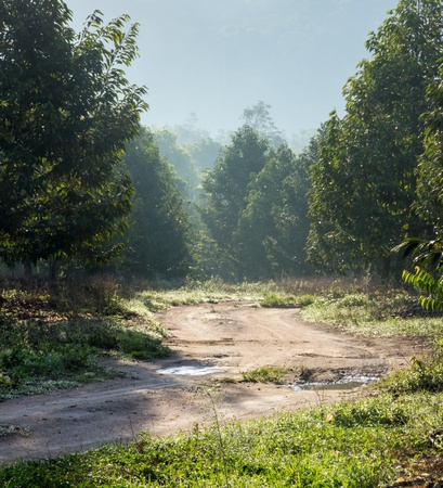 walkway after raining in countryside of Chantaburi province  orchard , Thailandの写真素材