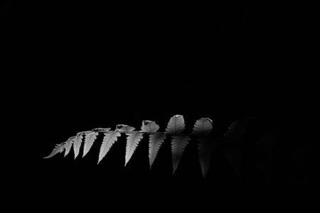 close up white fern leaf on black backgroundの写真素材
