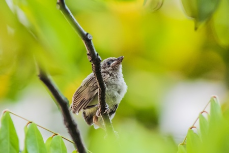 young cute bird stand on a branchの写真素材