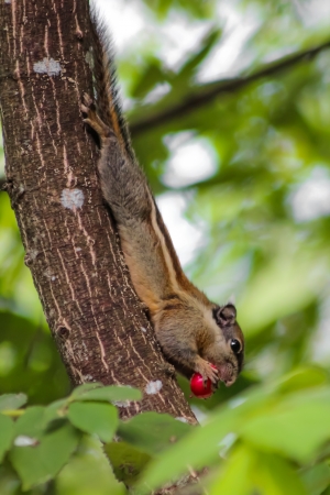 brown Thailand striped tree squirrel eating red jam fruit or calabura in hanging head postureの写真素材