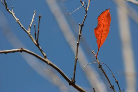 one old orange leaf on branch with blue skyの写真素材