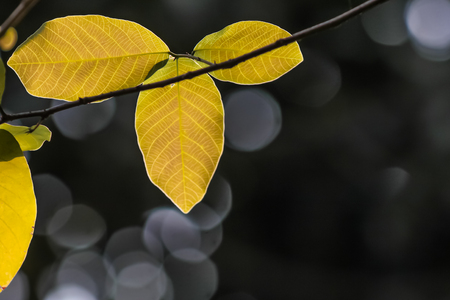 bright young bridelia ovata leaves on branchの写真素材