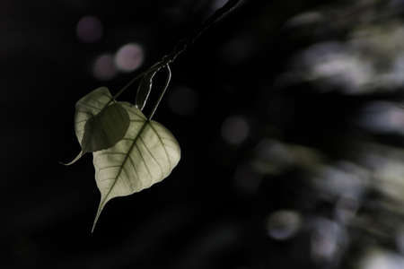 beautiful bodhi  leaf, black and white color