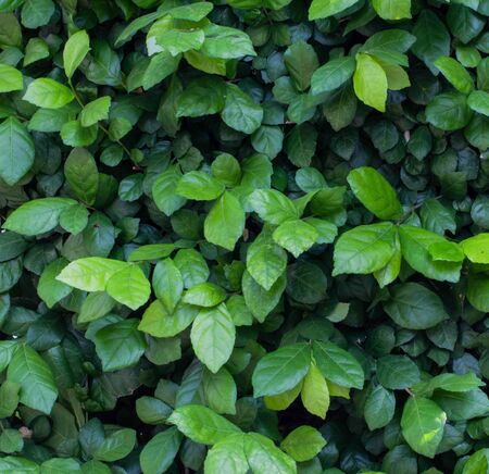 beautiful green leaf background of toothbrush tree or siamese rough tree