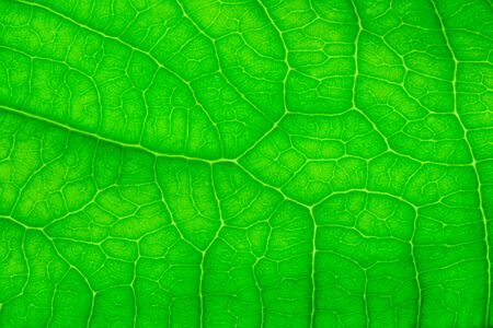 closed up beautiful green  leaf for background