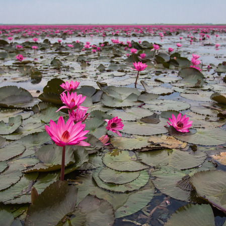 beautiful pink lotus and leaf in swampの写真素材