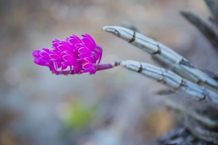 beautiful violet toothbrush orchid flowerの写真素材
