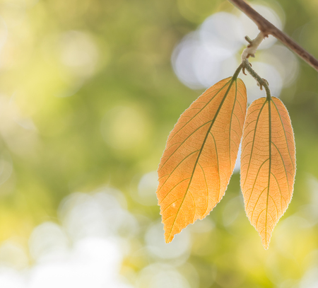 orange color young leaf with blur background