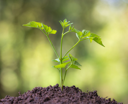 Growing plant