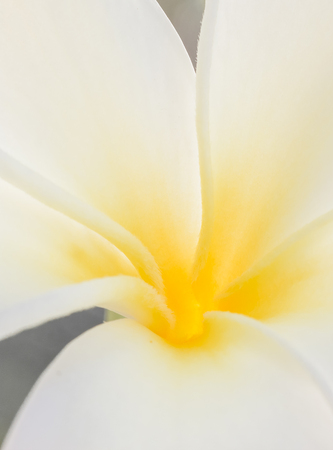 closeup beautiful frangipani flower on white backgroundの写真素材