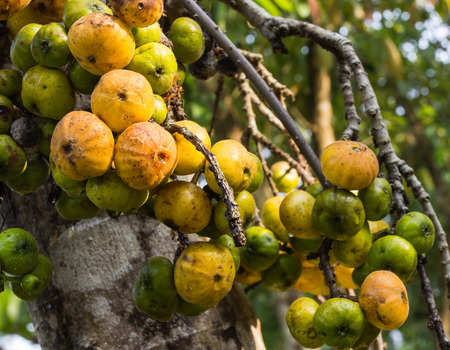 fig on tree after raining in thailandの写真素材