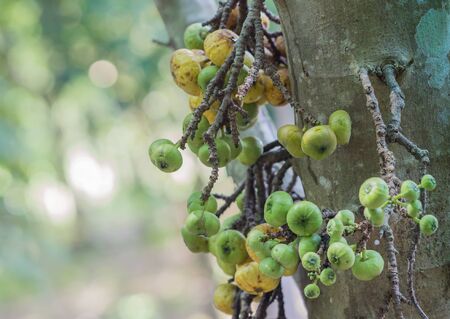 fig on tree with raindrop after raining in thailandの写真素材