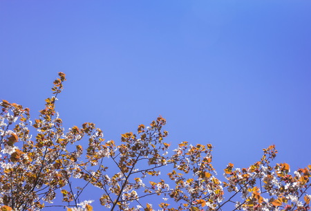 beautiful soft pink cherry blossom and leafの写真素材