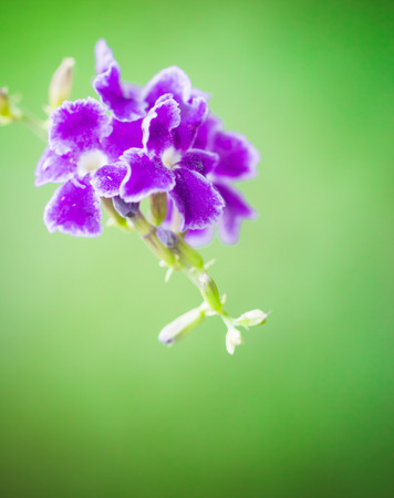 beatiful sky  flower or golden dew dropの写真素材