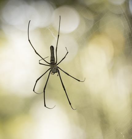 spider on web and blur background with bokehの写真素材