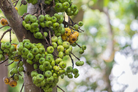 Fig on treeの写真素材