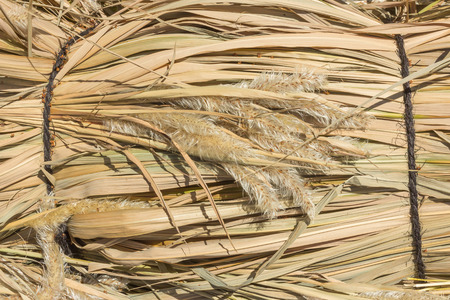 closeup bundle of beige color dry grass with flowerの写真素材