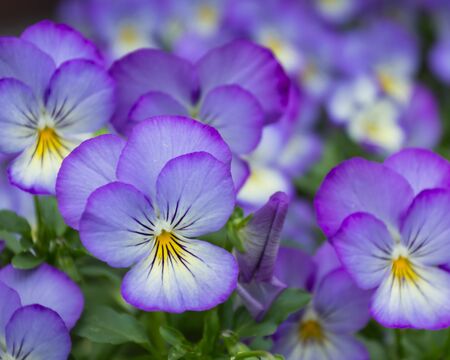 closeup beautiful violet color flower