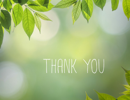 frame of isolated branch of  leave with thank you alphabetの写真素材