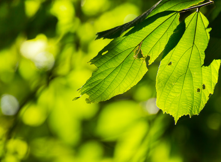 closed up natural beautiful green leave and blurred black background