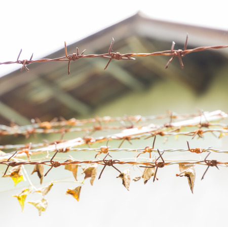rusty  barbed wire and creeper with old  blurred warehouse background