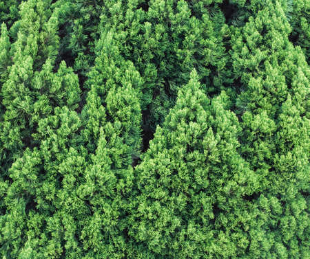Natural green pine tree forest ,top viewの写真素材