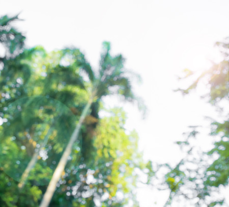 blurred green tree branch in nature with sunlight for backgroundの写真素材