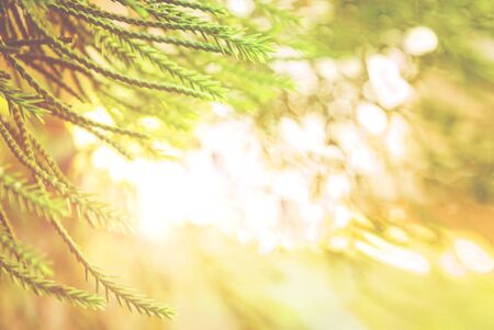 closed up green   pine leaf with blurred  background