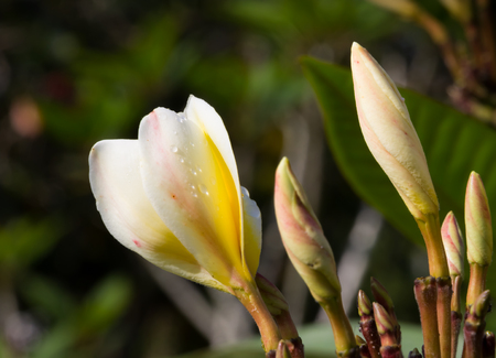 closed up  white    plumeria flower with green leafの写真素材