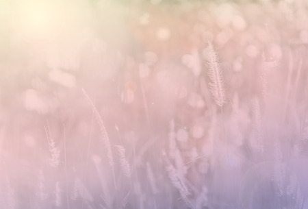 closed up grass flower and sunlight  in natureの写真素材