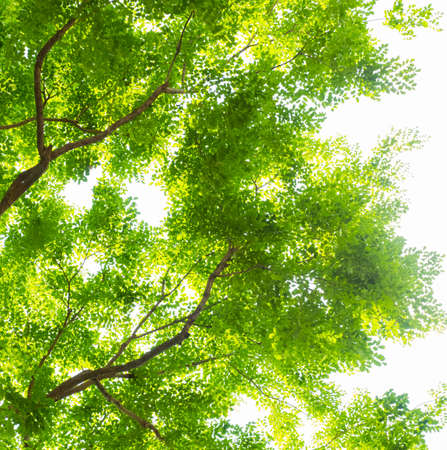 green  tree branch  in nature for backgroundの写真素材