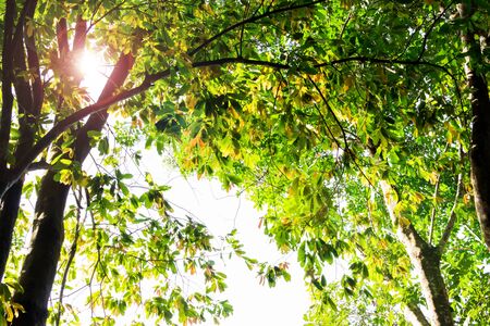 blurred  green treewith sunlight  in nature for backgroundの写真素材