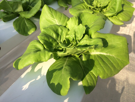 Close up of hydroponic vegetable farm, Agriculture and food concept. (Butter head Lettuce salad)の写真素材