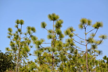 Pine tree branch on blue sky background.の写真素材