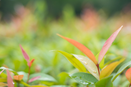 Red leaf among green leaves and sunlight in the morning using for natural background.