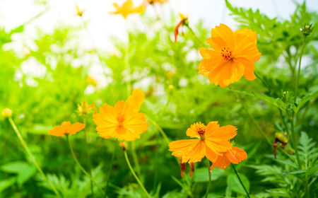 Yellow Cosmos flowers with sunlight in the morning. Cosmos is also known as Cosmos sulphureus.の写真素材