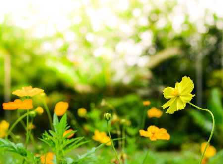 Yellow Cosmos flowers with sunlight in the morning. Cosmos is also known as Cosmos sulphureus.の写真素材