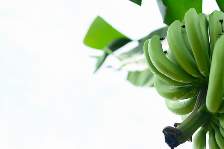 Bunch of raw green bananas on white background.(object with copy space)の写真素材