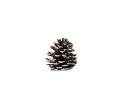 Pine corn isolated on white background with clipping path using as Christmas decoration concept.