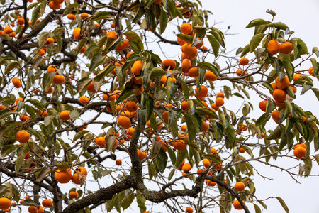 Ripe persimmon fruits on the branches of a tree.の写真素材