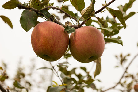 Ripe apples on a tree branch in an apple orchard.の写真素材