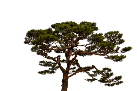 Pine tree isolated on white background with clipping path for design.の写真素材