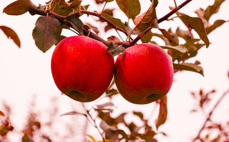 Red apples on a tree branch. Shallow depth of field.の写真素材