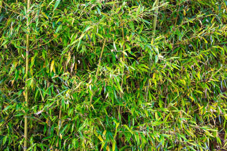 Bamboo leaves background, Thailand. (Scientific name Bambus)の写真素材