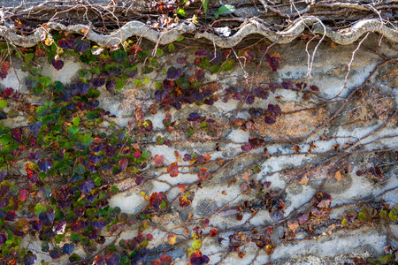 Old stone wall with colorful ivy leaves. Abstract background texture.の写真素材