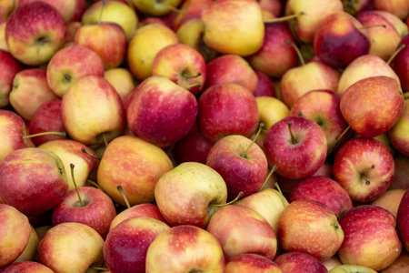 Fresh red apples background. Close up of heap of red apples.の写真素材