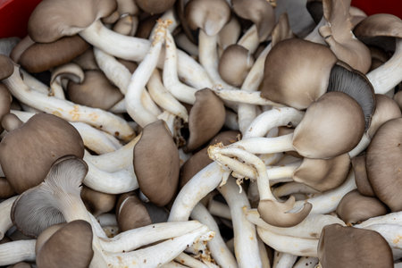 Market Sales Mushroom Texture Backgroundの写真素材