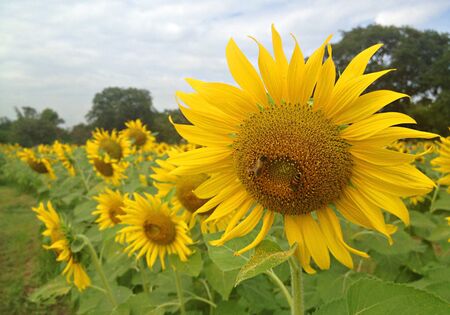 Sunflowersの素材