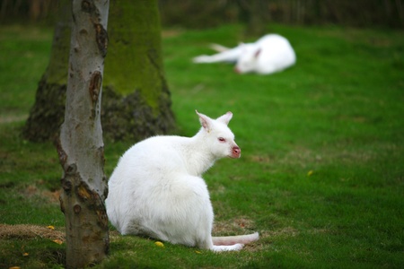 Kangaroos resting at a parkの素材