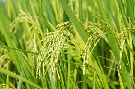 Rice stalkの写真素材